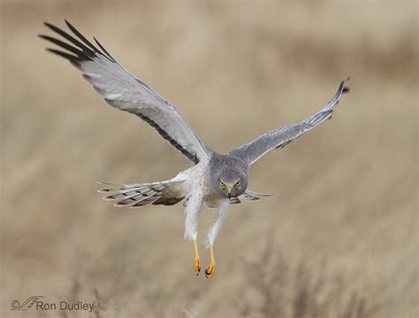 Male Northern Harrier In Flight – Feathered Photography