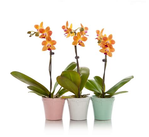 3 Ways to Use Mini Orchids for Your Next Sorority Event | Phalaenopsis orchid care, Phalaenopsis ...