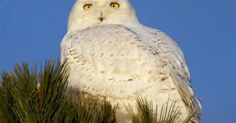 The snowy owl spotted in Central Park is an at-risk species thanks to climate change - CBS News