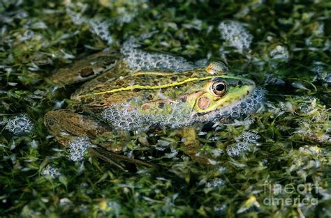 Marsh Frog Photograph by Colin Varndell/science Photo Library - Pixels