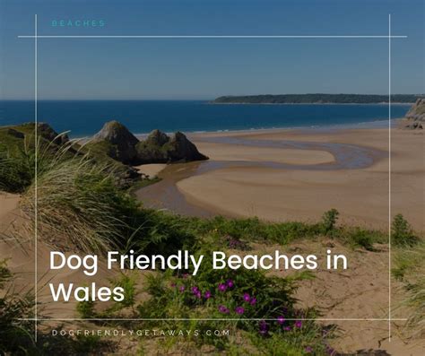 The Best Dog Friendly Beaches in Wales