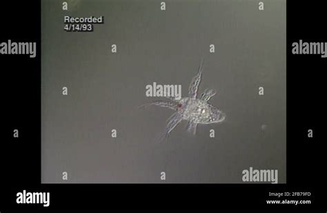 Zooplankton light microscope Stock Videos & Footage - HD and 4K Video ...