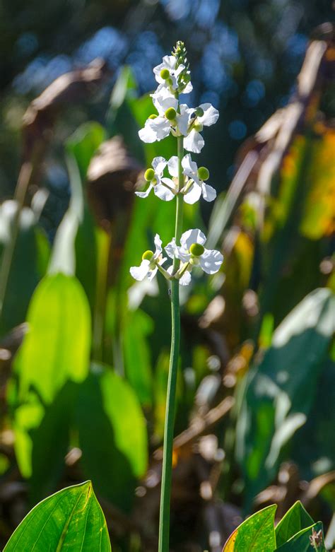 Duck Potato – Sagittaria Lancifolia | Florida Paddle Notes