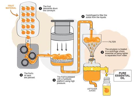 Fragrance & Essential Oil Extraction - OS Perfume