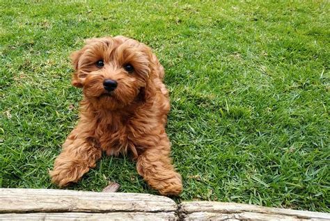 Cavapoo Size Comparison: How Big Do These Dogs Get? - A-Z Animals