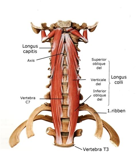 두장근(longus capitis)와 경장근(longus colli)의 구조와 기능 : 네이버 블로그