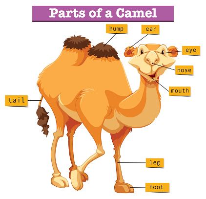 Diagram Showing Parts Of Camel Stock Illustration - Download Image Now - iStock