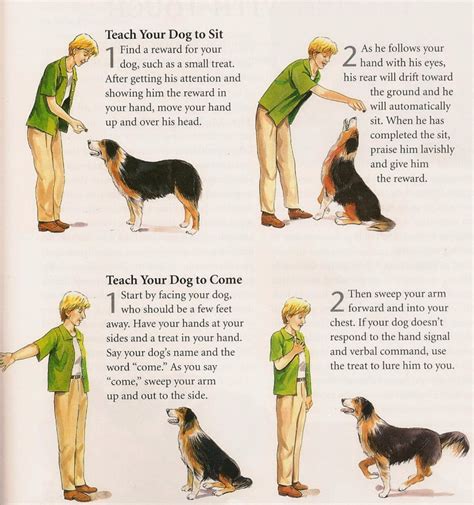 Dog Training Tips 💕 - Musely