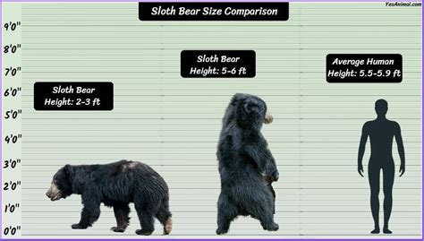 Sloth Bear Size: How Big Are They? Compared With Others