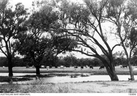 Hay, NSW. November 1942. An idyllic rural scene with Australian gum ...