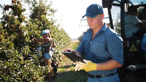 Apple Harvesting, Stock Footage | VideoHive