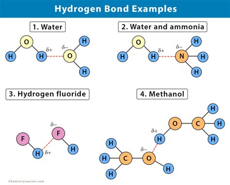 Hydrogen Bond: Definition, Types, and Examples