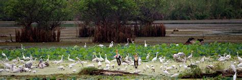 Kumana National Park | Sri Lankan Safari