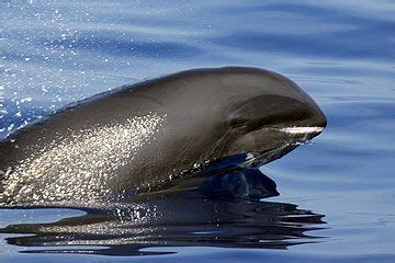 Melon-headed whale (Peponocephala electra) | Whale, Marine mammals, Whale facts