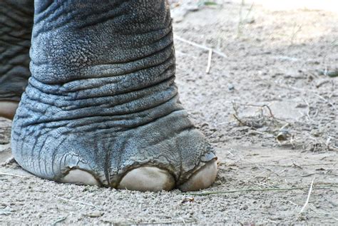 Elephant Foot Photograph by Gene Sizemore - Fine Art America