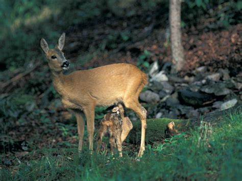 www.artugna.it - Piccola enciclopedia degli animali