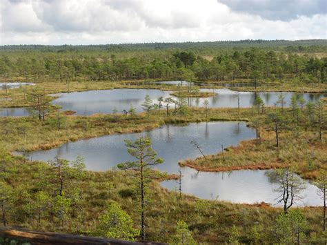 What is a bog? - TallinnDayTrip