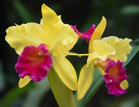 10 Easy-to-Grow Orchid Types for Your Indoor Garden