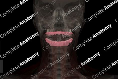 Gingivae | Complete Anatomy