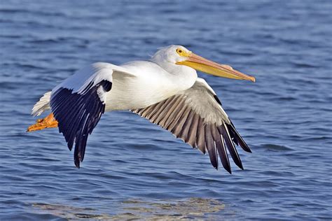 The White Pelican | Bird Facts With New Photographs | The Wildlife