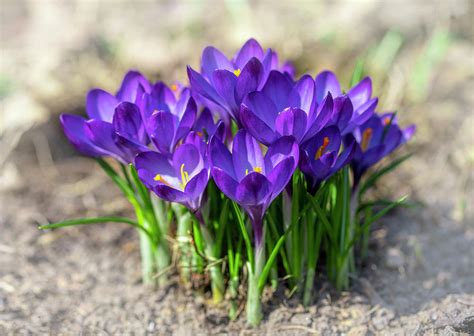 early spring, flowering Crocus family Crocus Ruby Giant Photograph by Igor Klyakhin