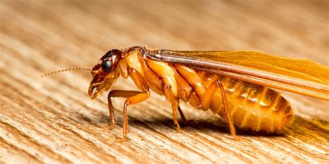 Termite Pictures: What Do Termites Look Like - Treat Termites