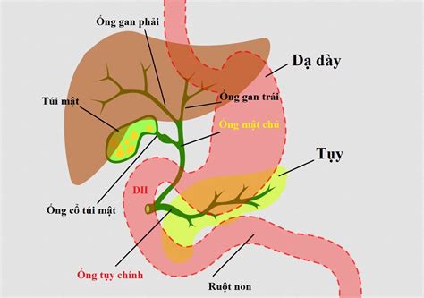 Tổng hợp 72+ về vẽ hình đường mật - coedo.com.vn