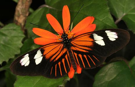 Heliconius butterfly - Elegant Entomology