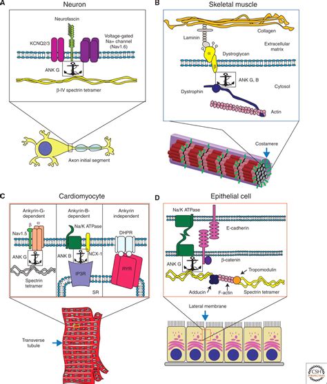 Membrane Domains Based on Ankyrin and Spectrin Associated with Cell–Cell Interactions