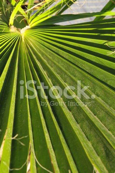 Green Palm Leaves Stock Photo | Royalty-Free | FreeImages