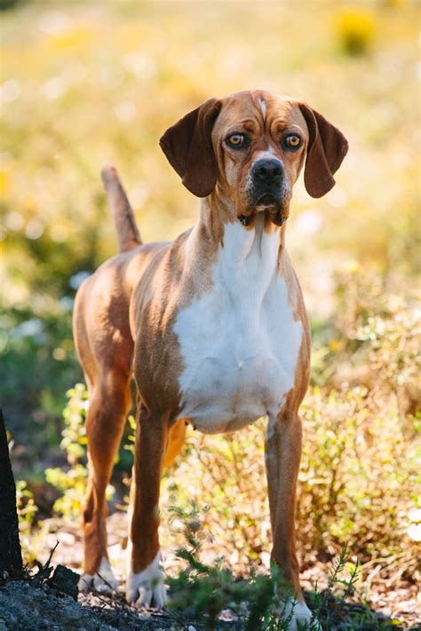 Portuguese Pointer, by Craig Koshyk. | Domestic dog, Dogs, Sporting dogs