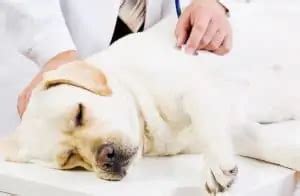 Anaplasmosis In Dogs - What Is It, Is It Dangerous, And How To Treat It?