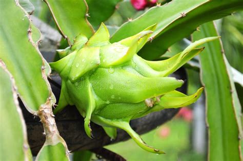 Green Dragon fruit stock photo. Image of delicious, wild - 57461222