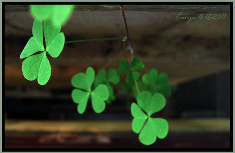 Three leaf clover(?).. hope to find a 4-leaf one too :) | Flickr