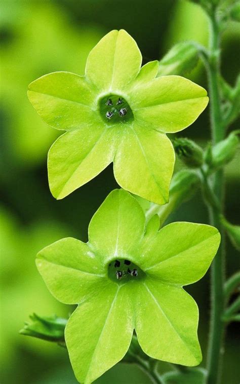 luluskill: Lime Green Flowers Images : 6 Bush 42 Pcs Artificial Open ...