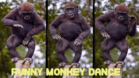 Funny Monkeys Dancing