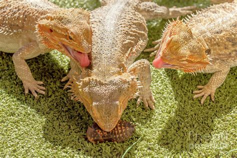 Pogona eating Photograph by Benny Marty - Fine Art America