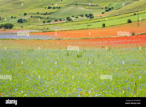 Colors of flowers in Castelluccio plain, Castelluccio di Norcia, Umbria ...