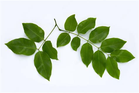 Cassia Fistula Leaf