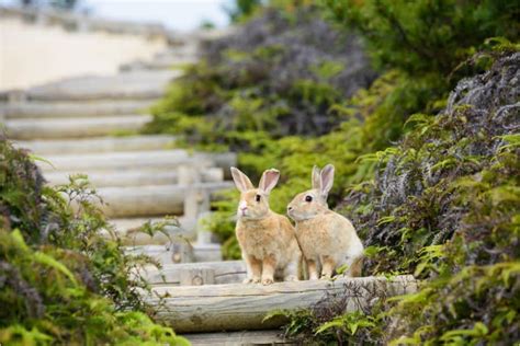 Dreaming of Rabbits: What Does it Mean? - Alica Forneret