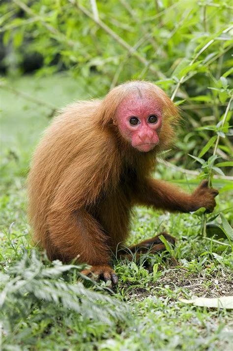 Red Bald Uakari by Tony Camacho | Uakari, Primates, Animals beautiful