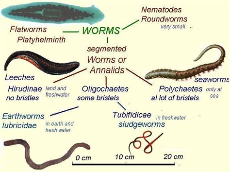 leeches in freshwater and aquarium