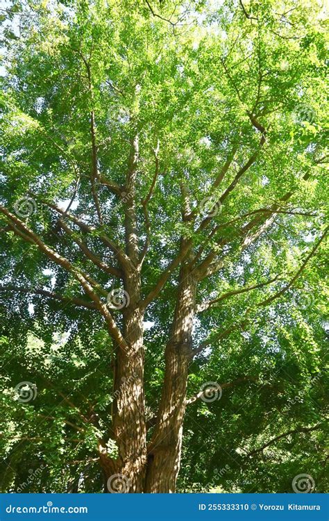 A Female Ginkgo Tree and Ginkgo Nuts. Stock Photo - Image of cuisine ...