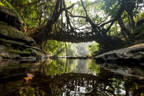 Living Root Bridges, Meghalaya: A Marvel Of Nature