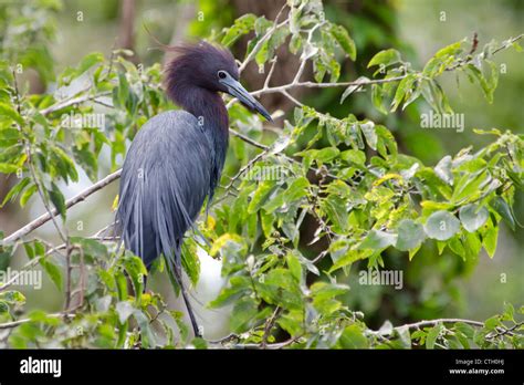 Little Blue Heron, Egretta caerulea, in breeding plumage. Oklahoma, USA ...