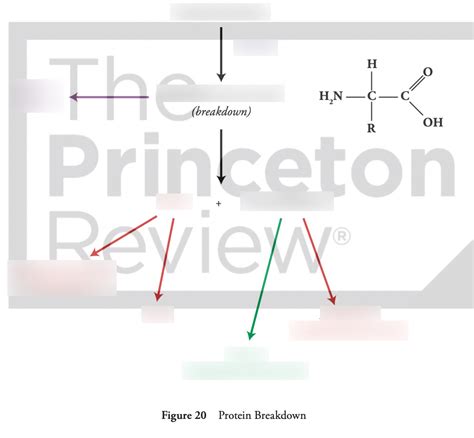 Protein Catabolism Diagram | Quizlet