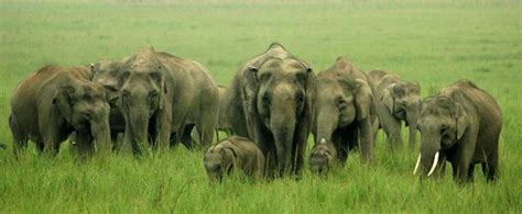 Rajaji National Park Tour Package - Rajaji Wildlife Tour Package - Special Holidays