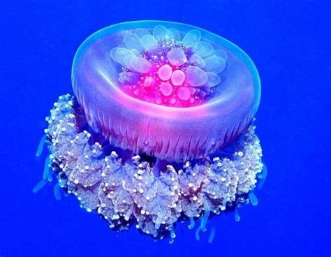 Crown jellyfish - Alchetron, The Free Social Encyclopedia