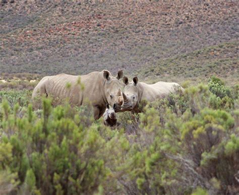 One Day Cape Town Safari Tours and Experiences in South Africa