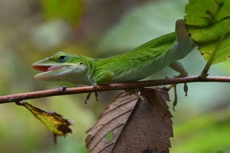 Green Anole in September 2023 by Kevin · iNaturalist